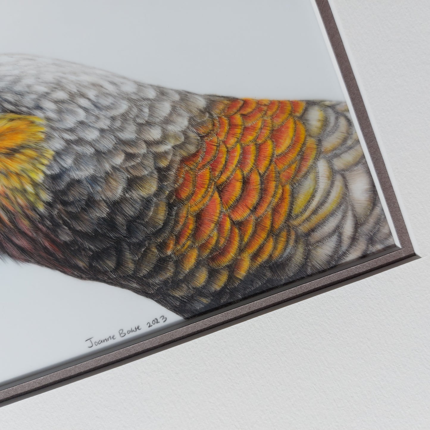 Curious Kākā ORIGINAL - Joanne Bowe | New Zealand Artist