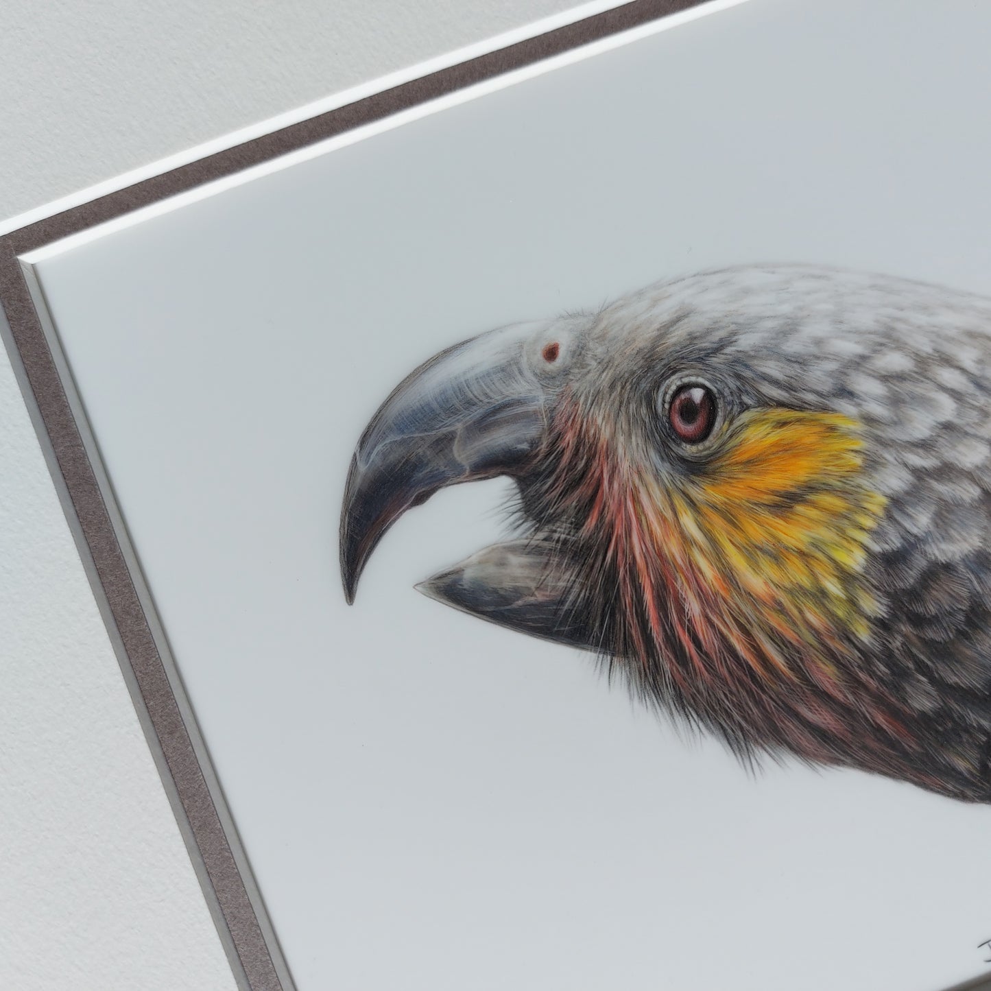Curious Kākā ORIGINAL - Joanne Bowe | New Zealand Artist
