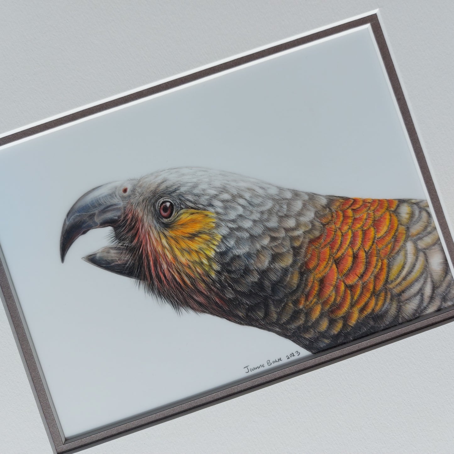 Curious Kākā ORIGINAL - Joanne Bowe | New Zealand Artist