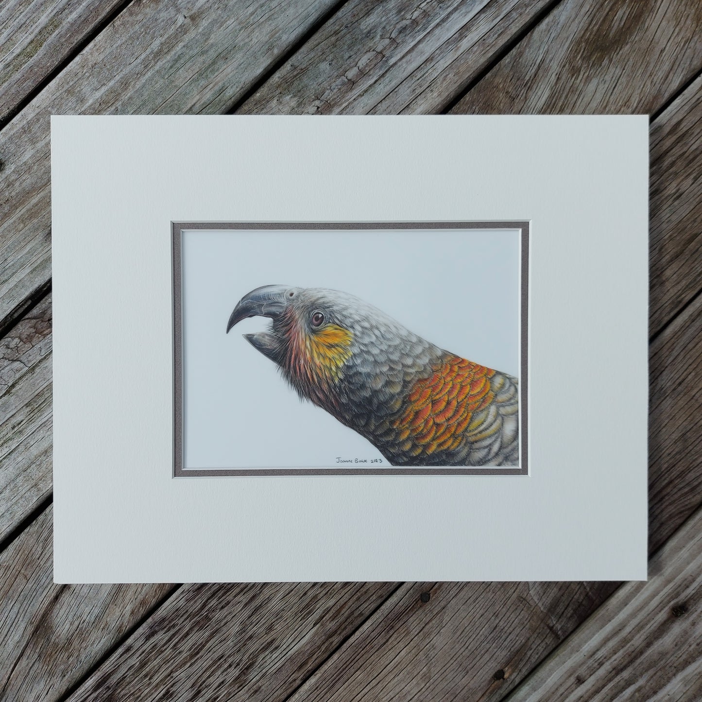 Curious Kākā ORIGINAL - Joanne Bowe | New Zealand Artist