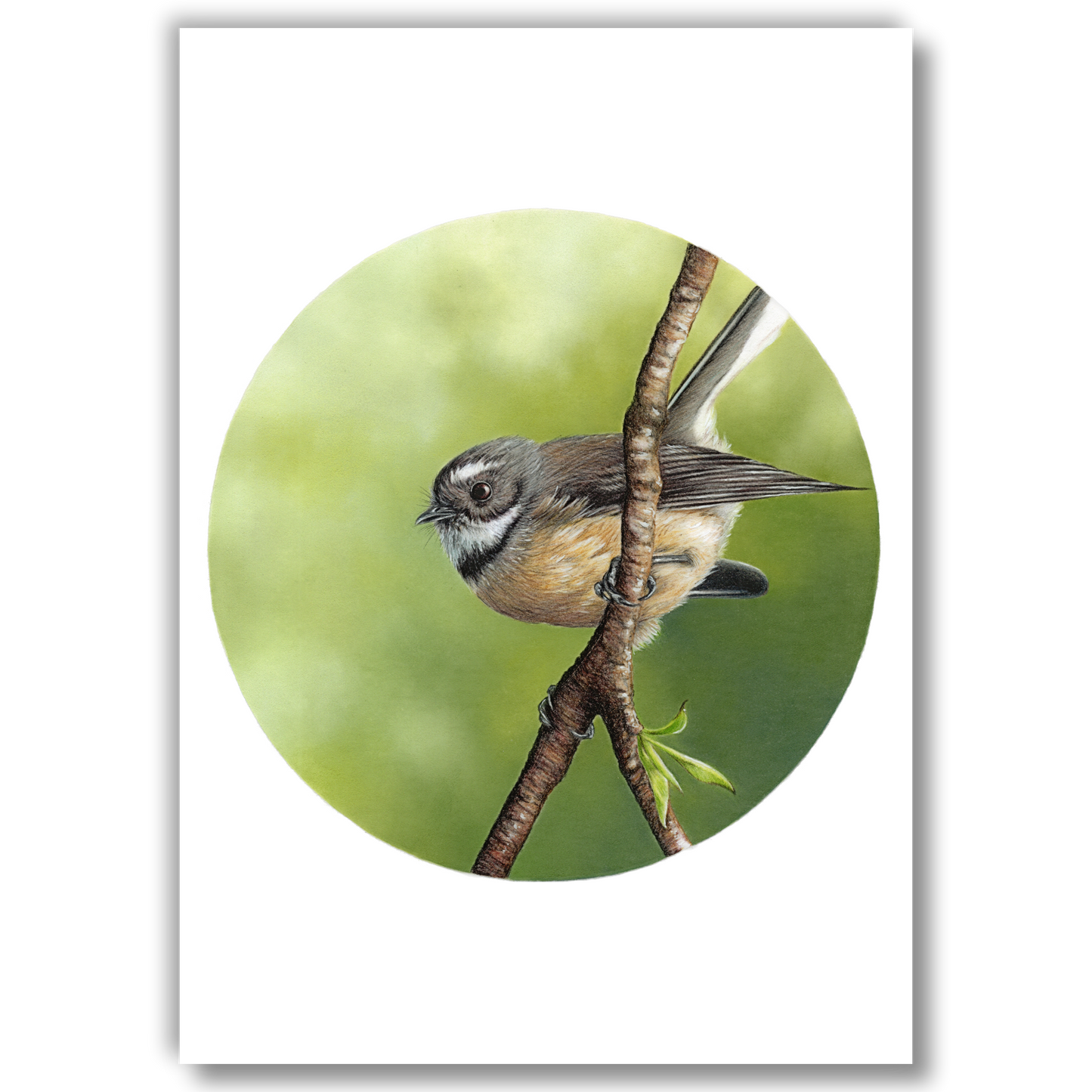 Fantail II (Circle Series)