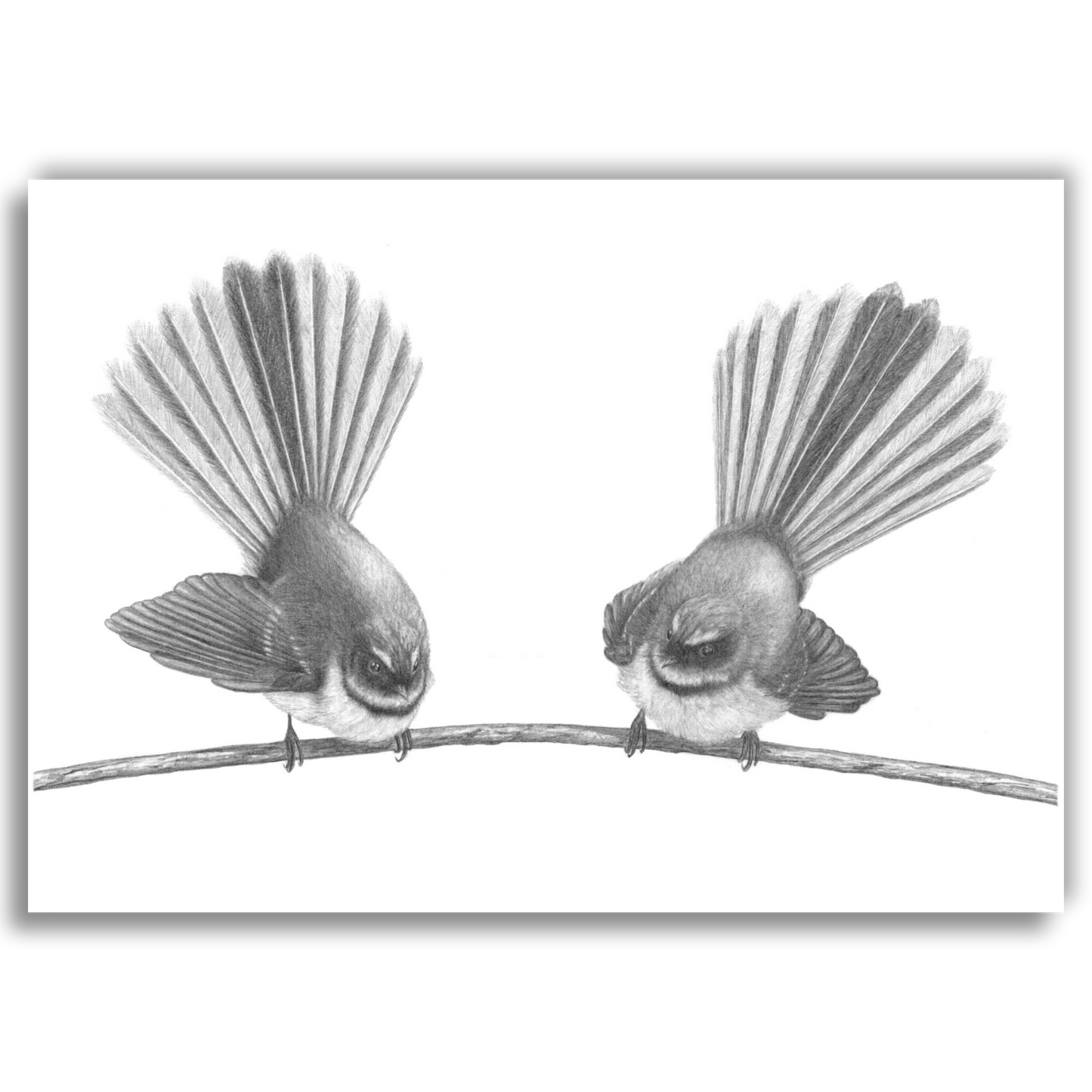 Fantail Pair