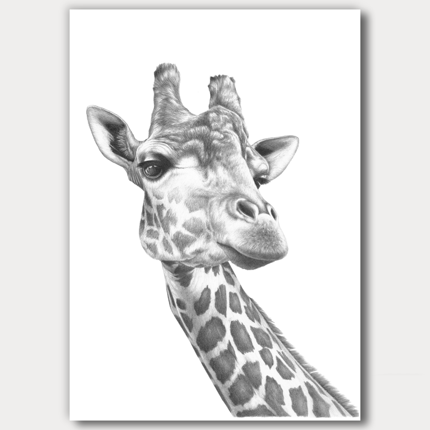 African Giraffe