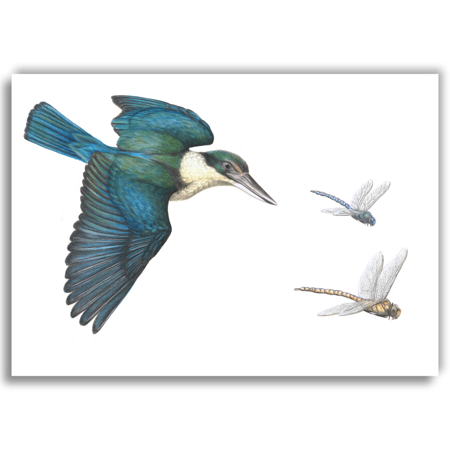Kingfisher & Dragonflies