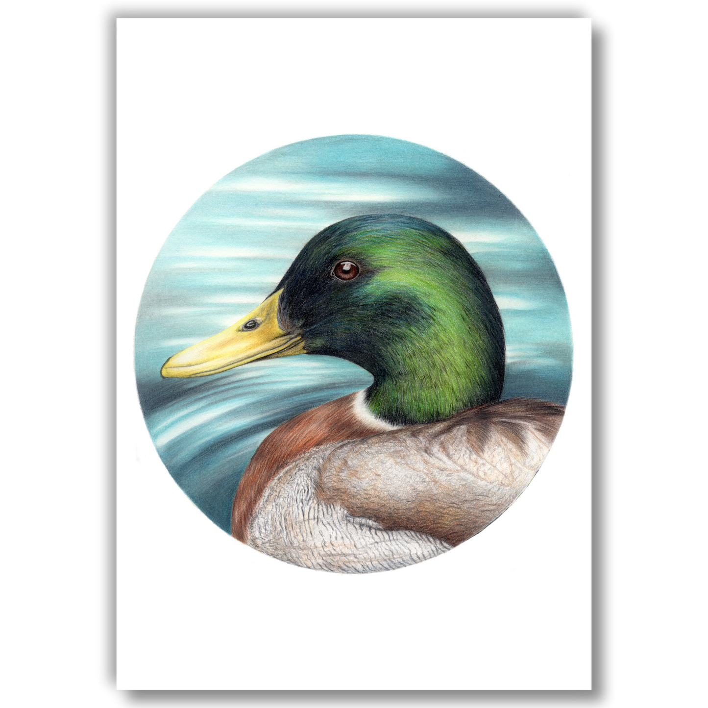 Mallard Duck (Circle Series)