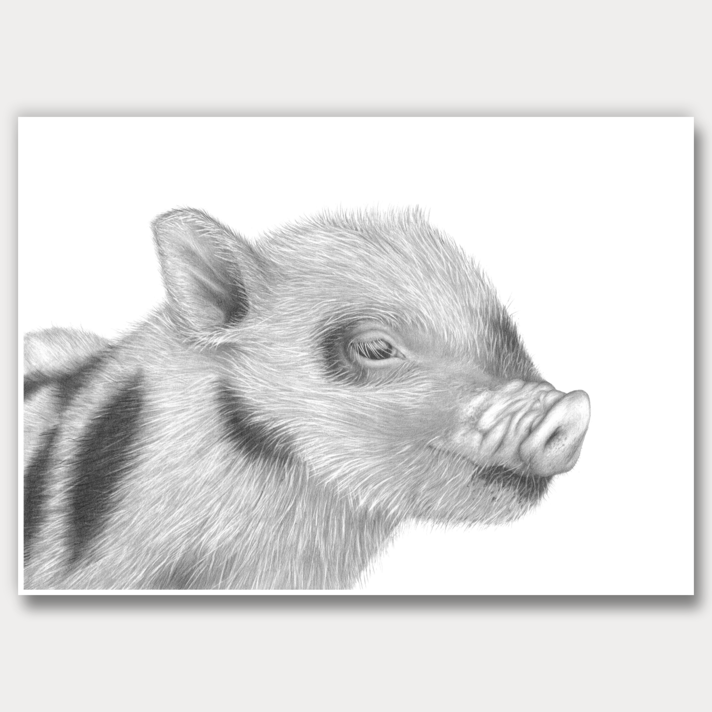 Spotted Piglet