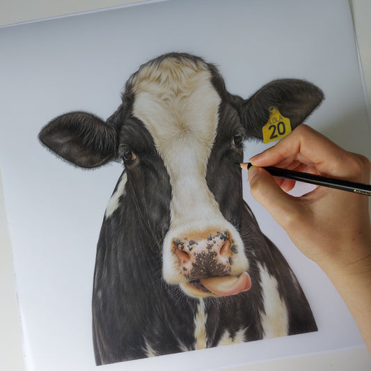 Friesian cow colour pencil artwork by Joanne Bowe