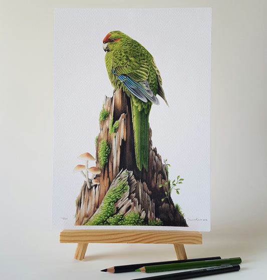 Red-Crowned Kākāriki / Parakeet - Joanne Bowe | New Zealand Artist