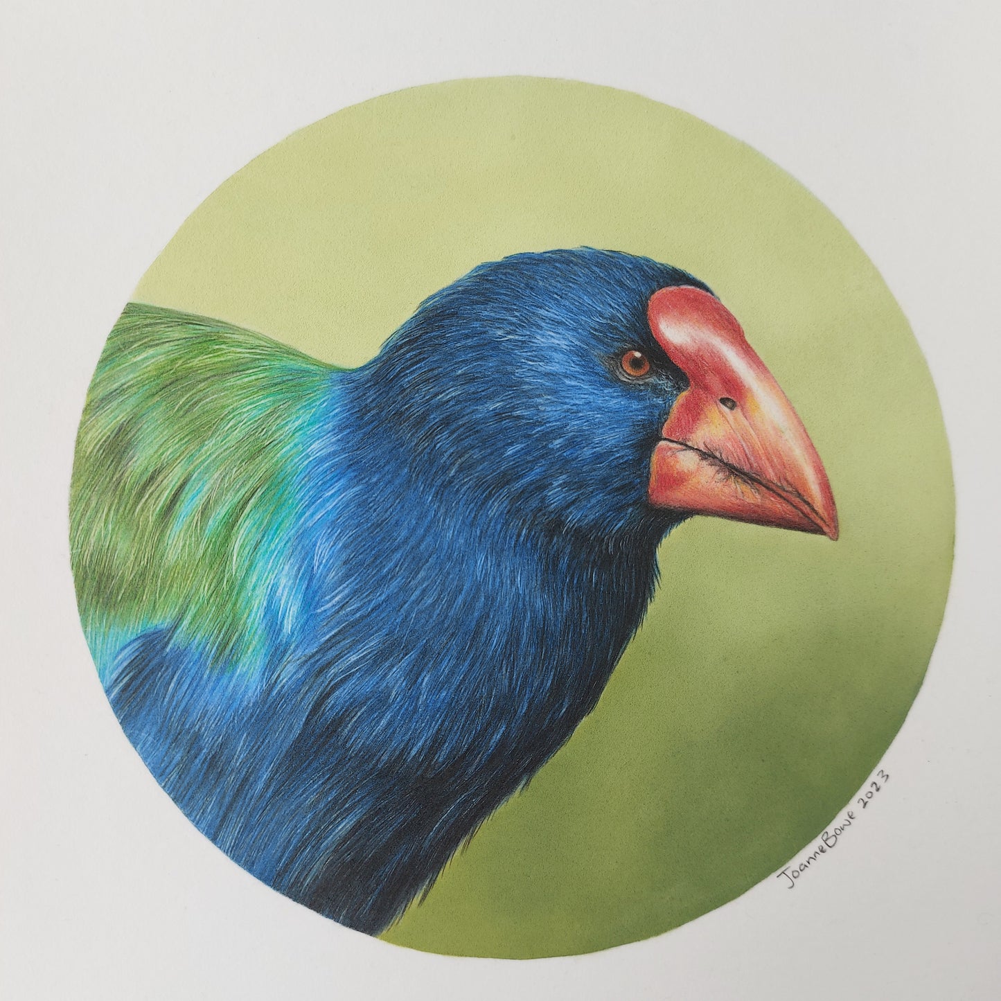 Takahē ORIGINAL