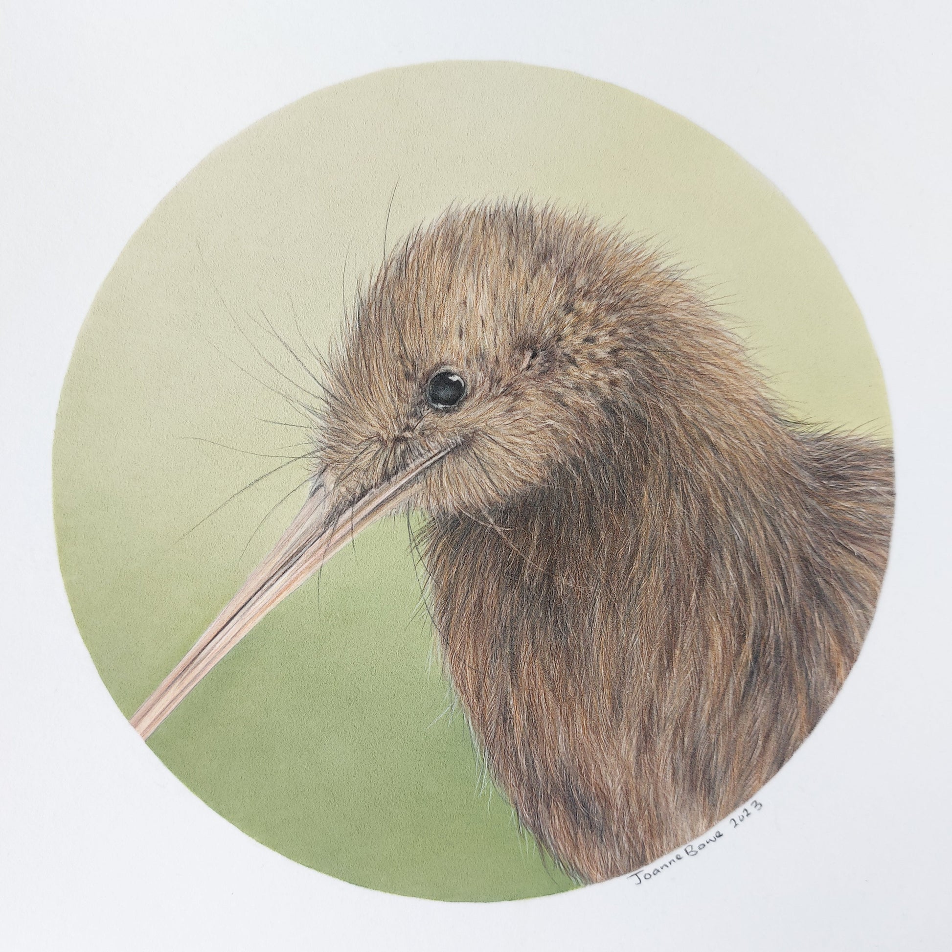 Brown Kiwi ORIGINAL - Joanne Bowe | New Zealand Artist