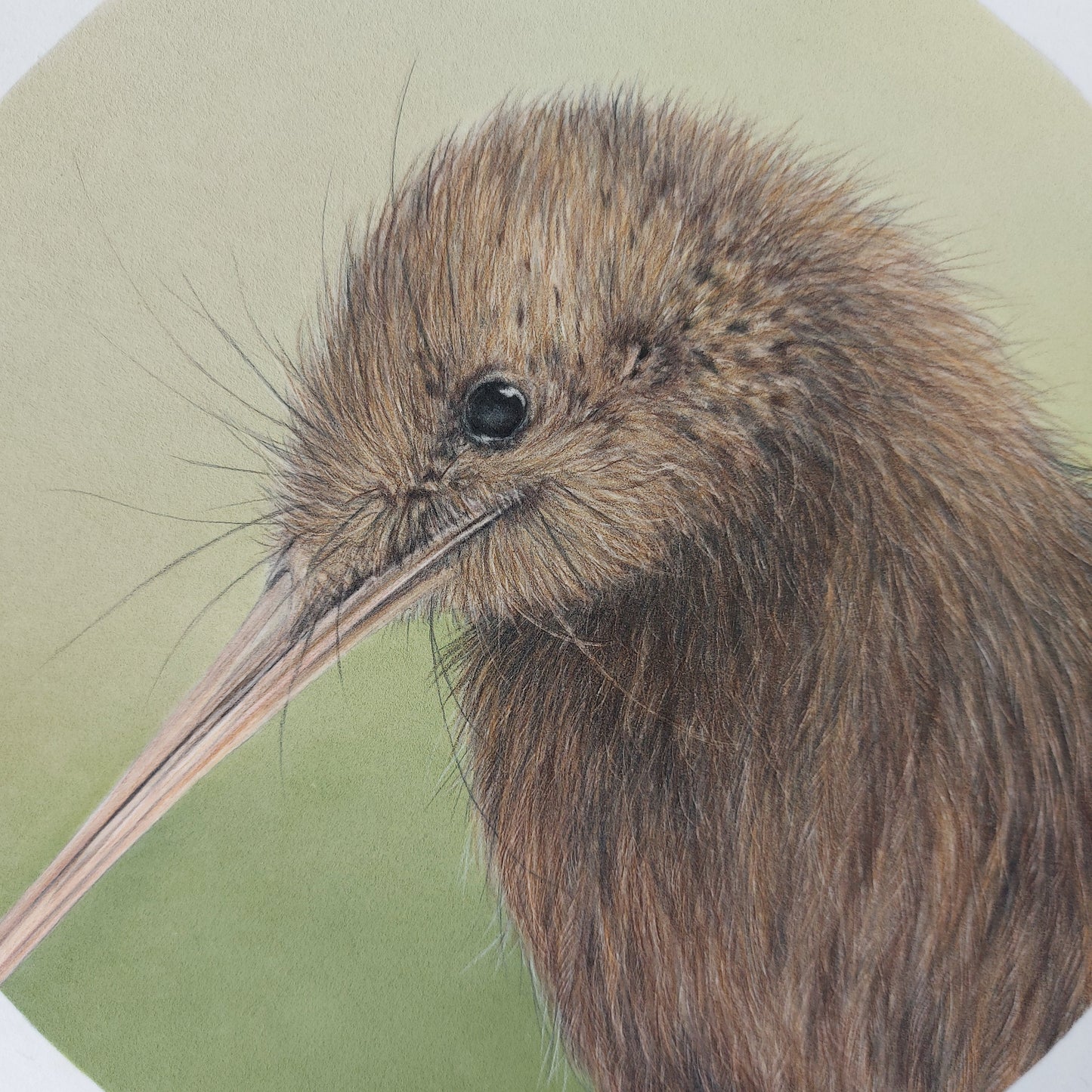Brown Kiwi ORIGINAL - Joanne Bowe | New Zealand Artist