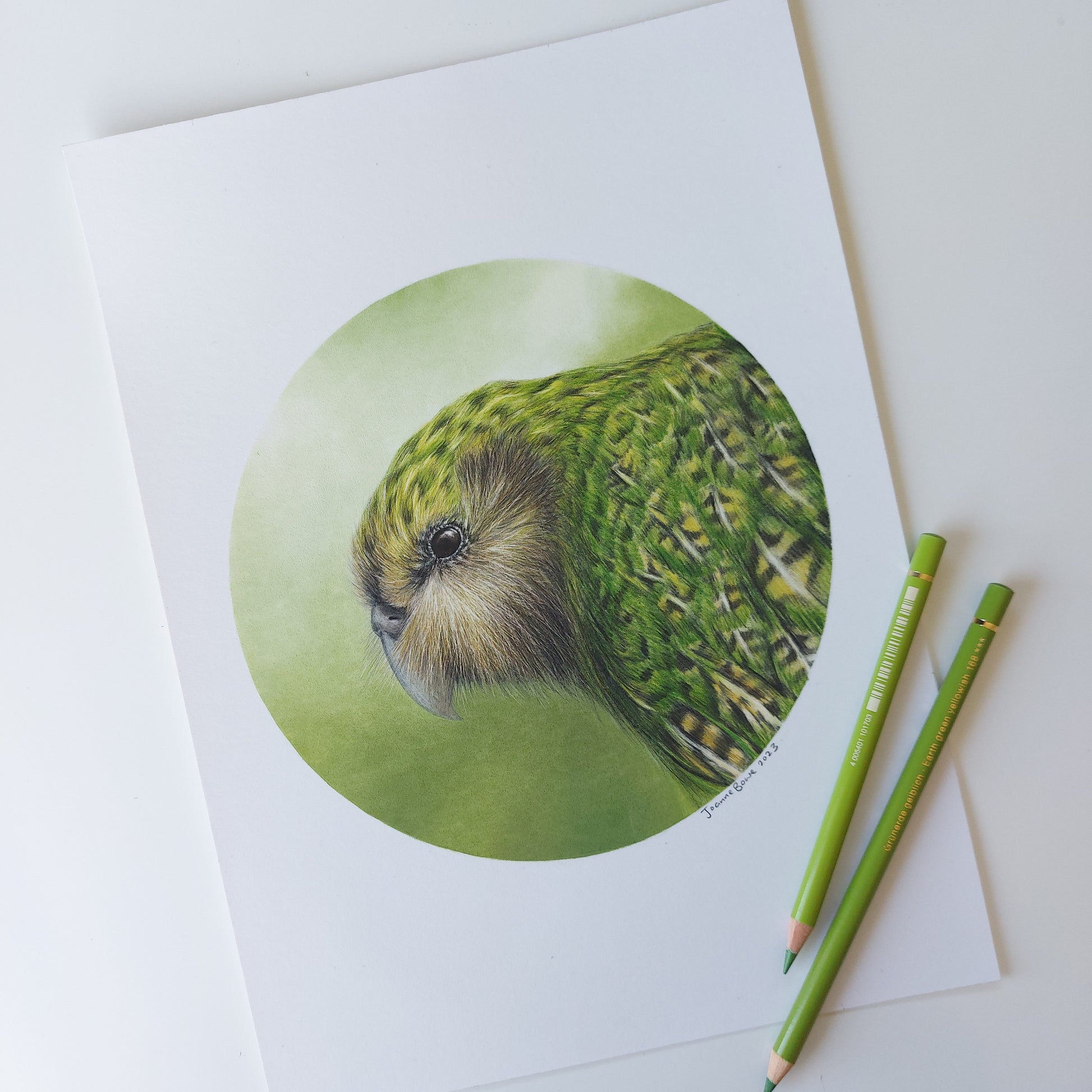 Kākāpō ORIGINAL - Joanne Bowe | New Zealand Artist