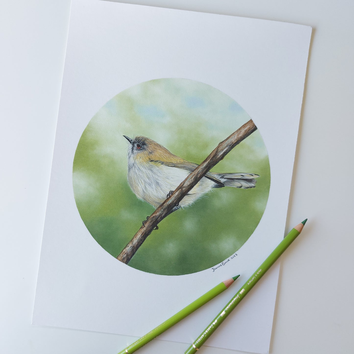 Grey Warbler ORIGINAL