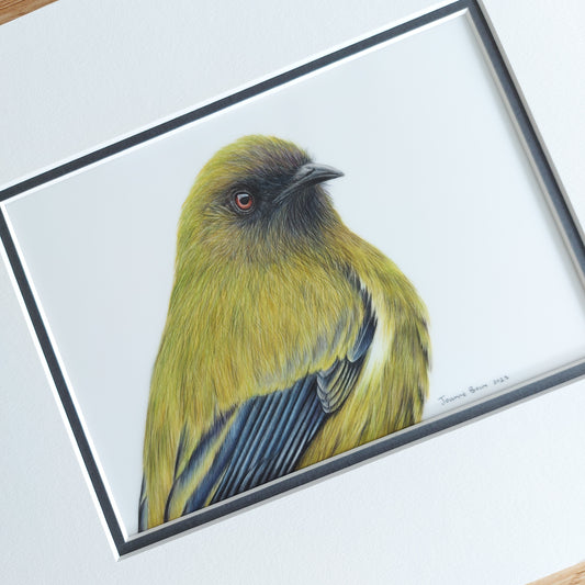 Brilliant Bellbird ORIGINAL - Joanne Bowe | New Zealand Artist