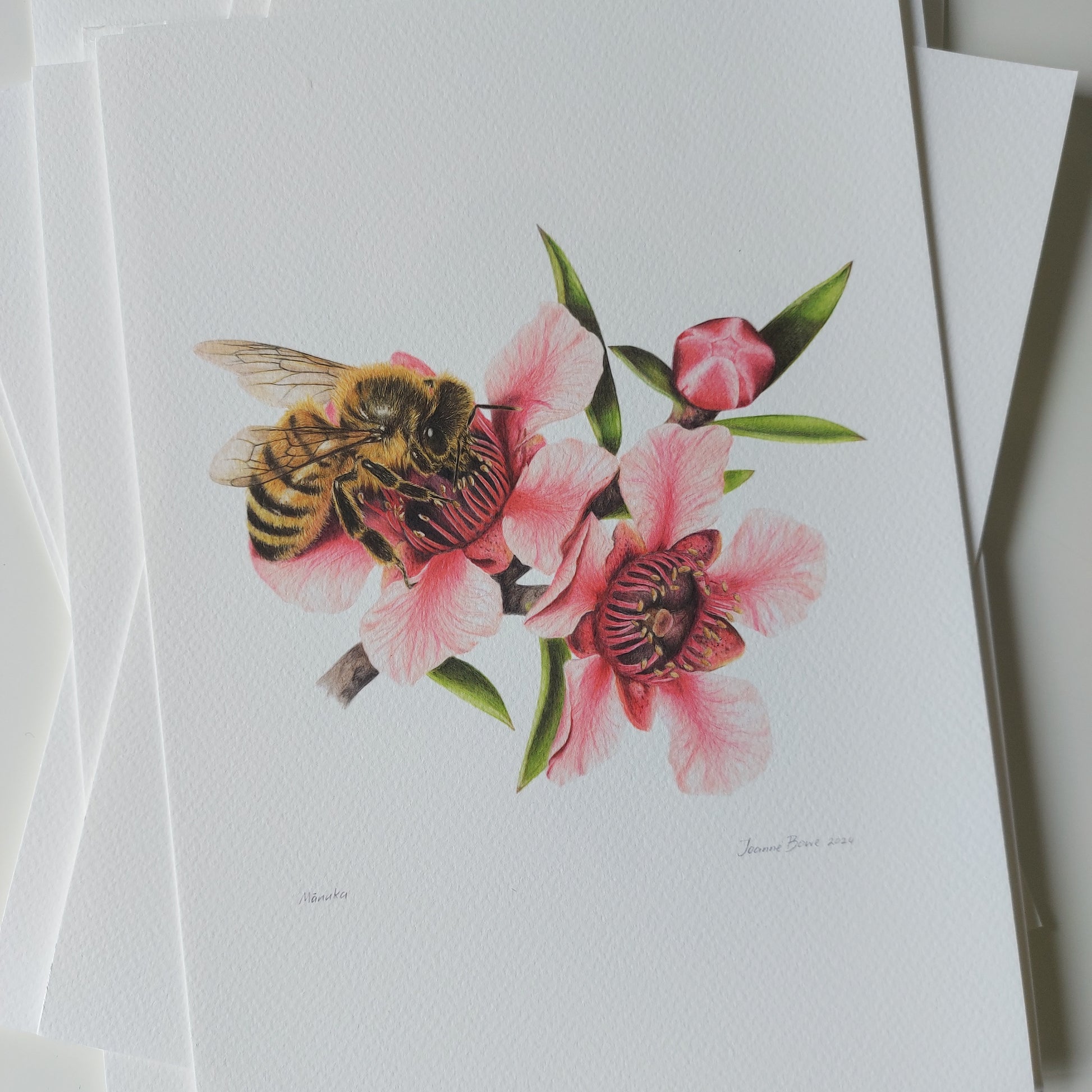 Pink Manuka - NZ Art Print