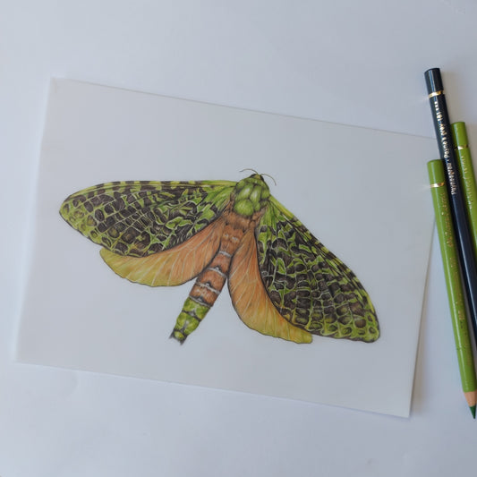 Puriri Moth - Original Pencil Artwork