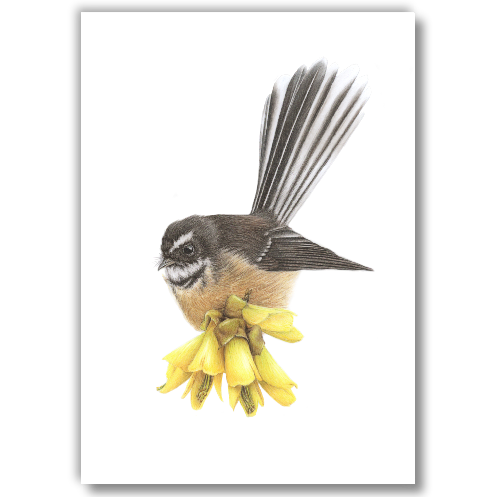Fantail on Kowhai — Open Edition Art Print (Studio Clearout)