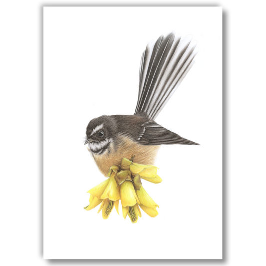 Fantail on Kowhai — Open Edition Art Print (Studio Clearout)
