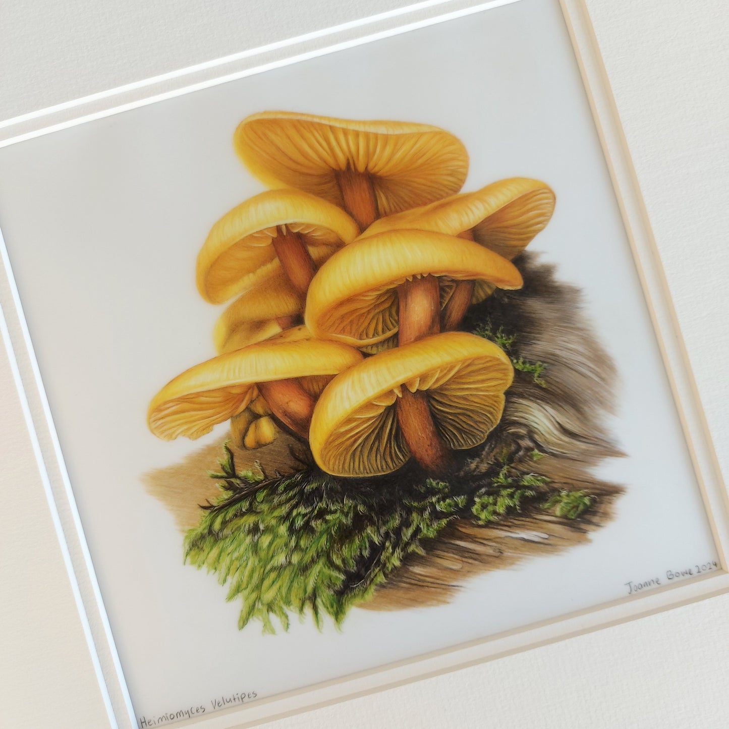Heimiomyces Velutipes mushroom original drawing