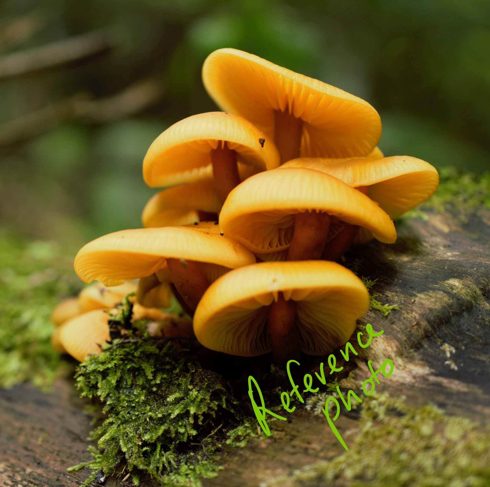 Heimiomyces Velutipes mushroom photo