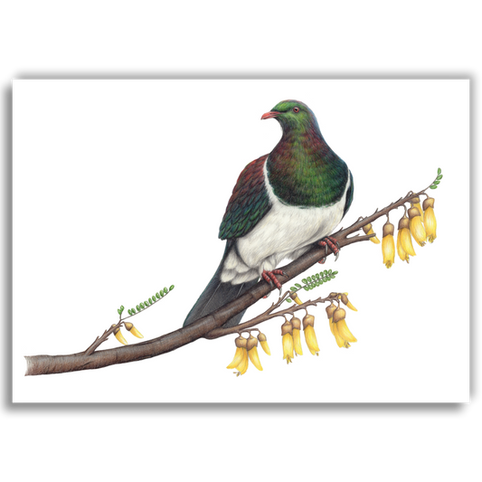 Kereru on Kowhai - Joanne Bowe | New Zealand Artist