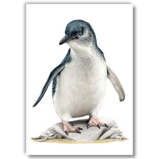 Little Blue Penguin / Kororā - Joanne Bowe | New Zealand Artist
