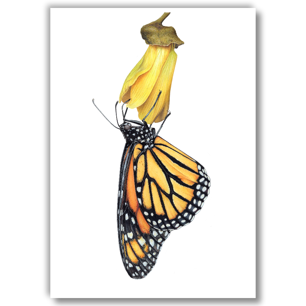 Monarch on Kōwhai  -Limited Edition Art Print (Studio Clearout)