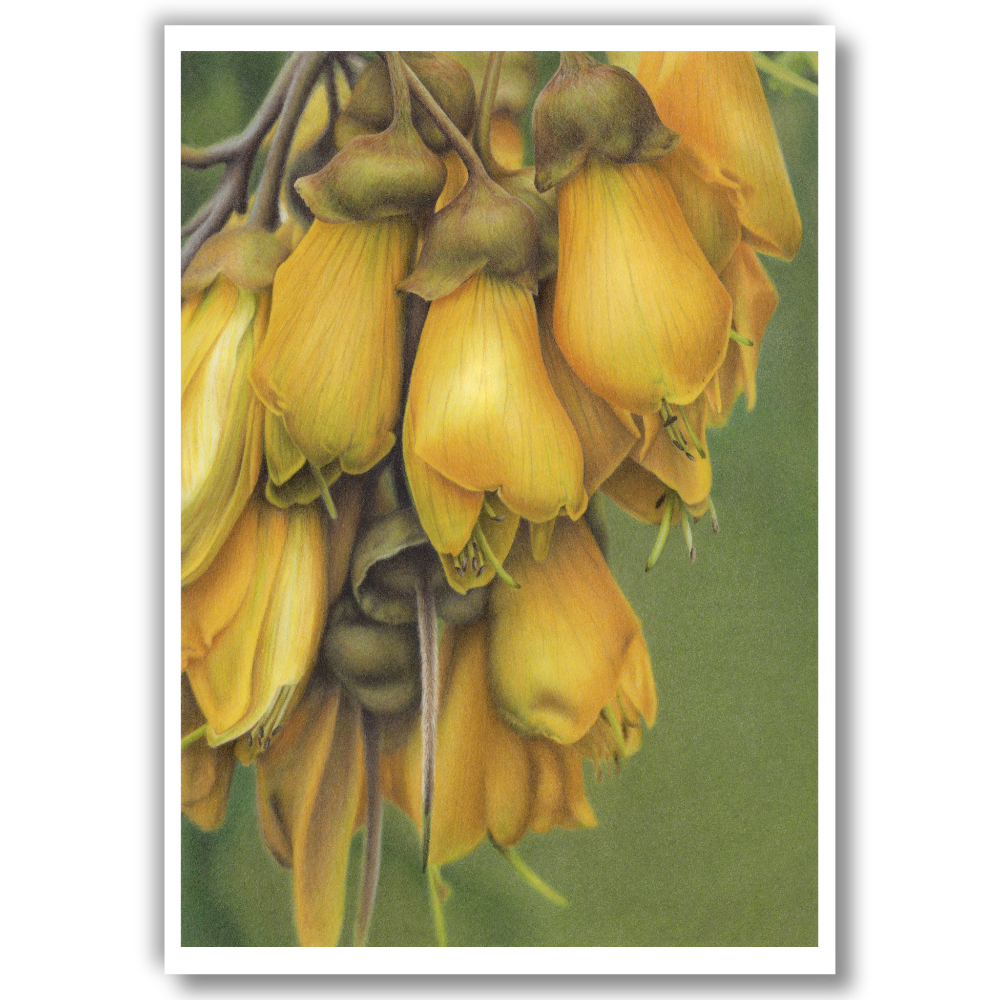 Kōwhai Flowers -Limited Edition Art Print (Studio Clearout)