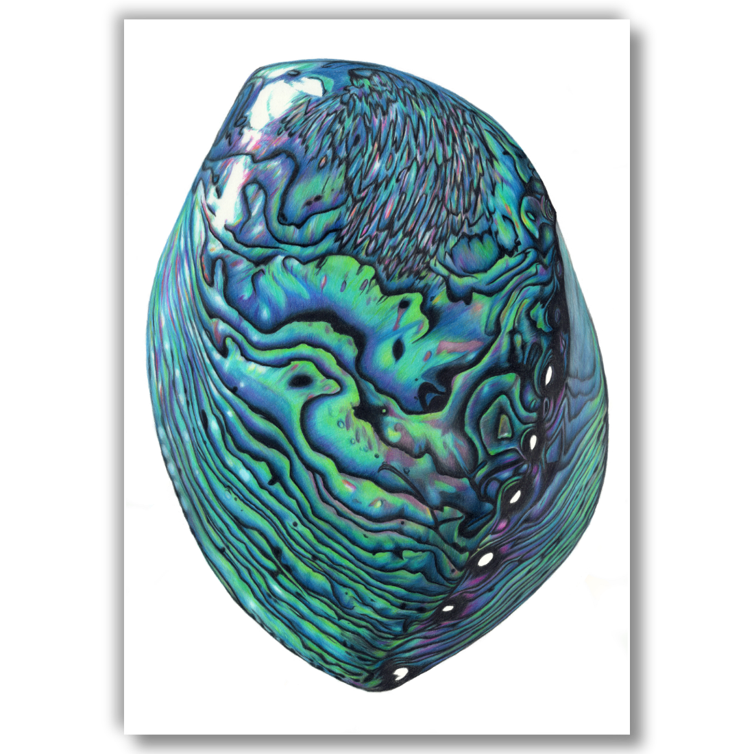 Pāua — Limited Edition Art Print