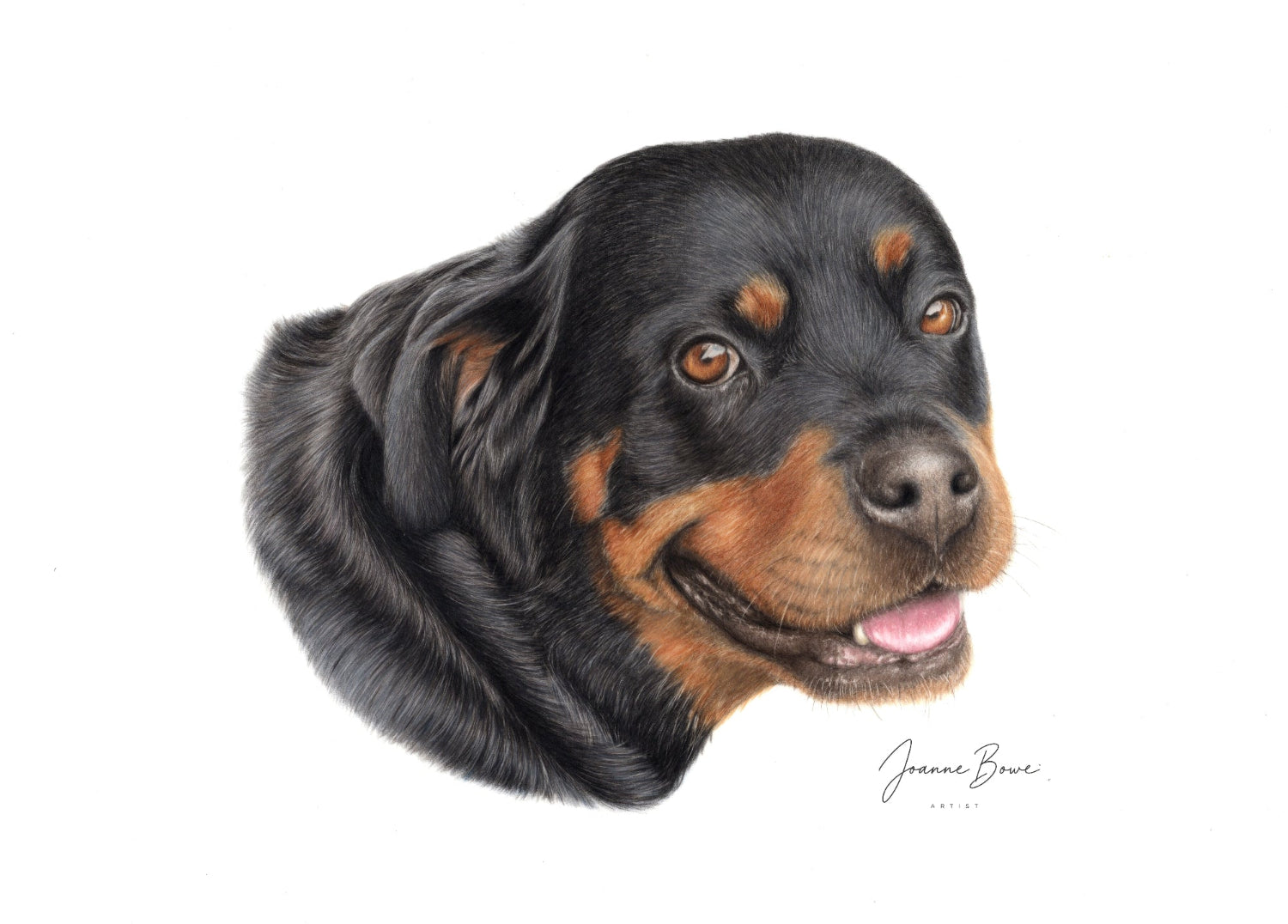 coloured pencil custom pet portrait commission of a Rottweiler dog
