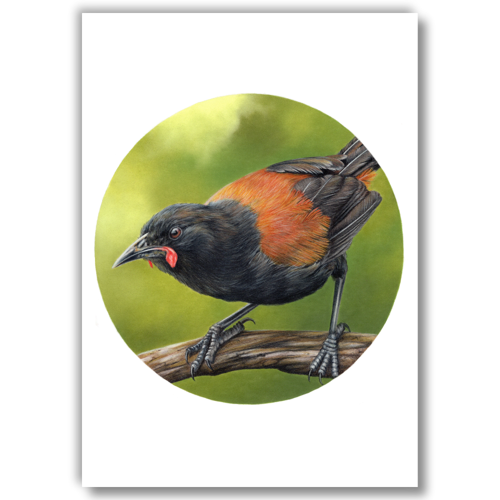 Saddleback — Open Edition Art Print (Studio Clearout)