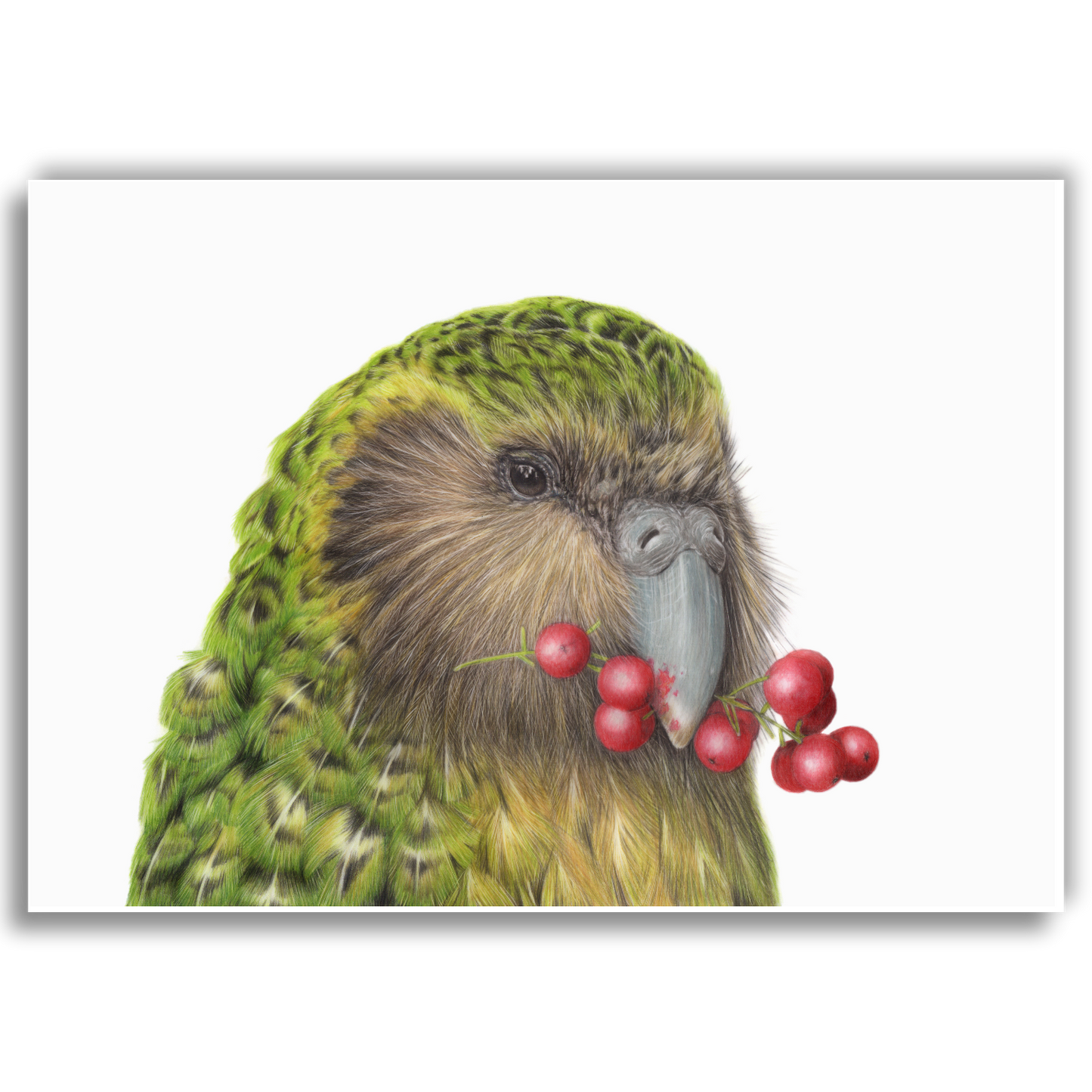 Sirocco Kakapo coloured pencil drawing art print