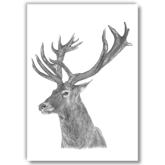 Stag - Joanne Bowe | New Zealand Artist