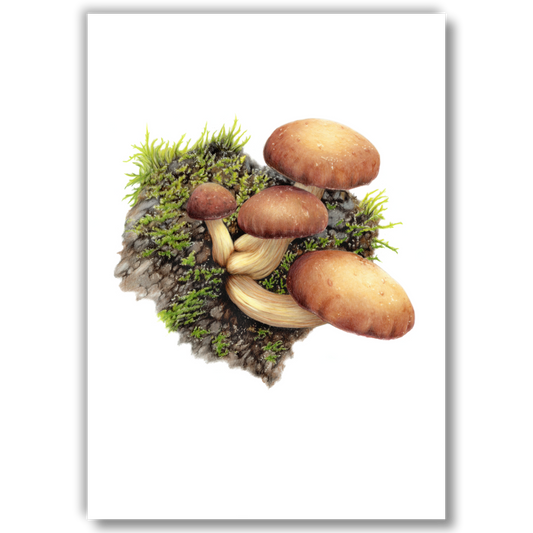 Tawaka Mushroom - Art Print
