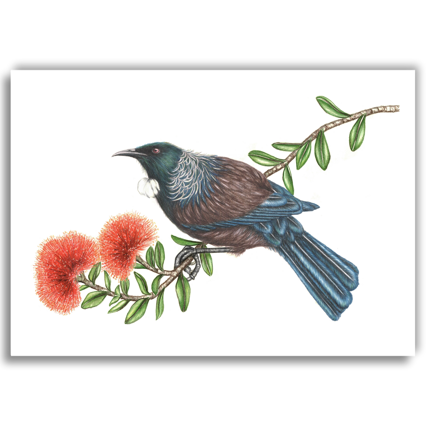 Tui on Pohutukawa - Joanne Bowe | New Zealand Artist