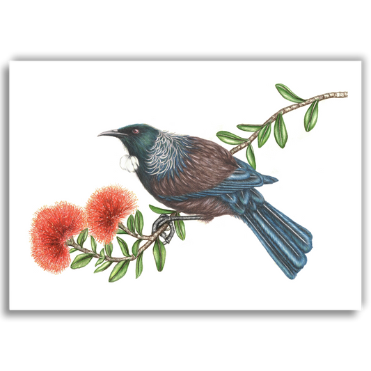 Tui on Pohutukawa - Joanne Bowe | New Zealand Artist