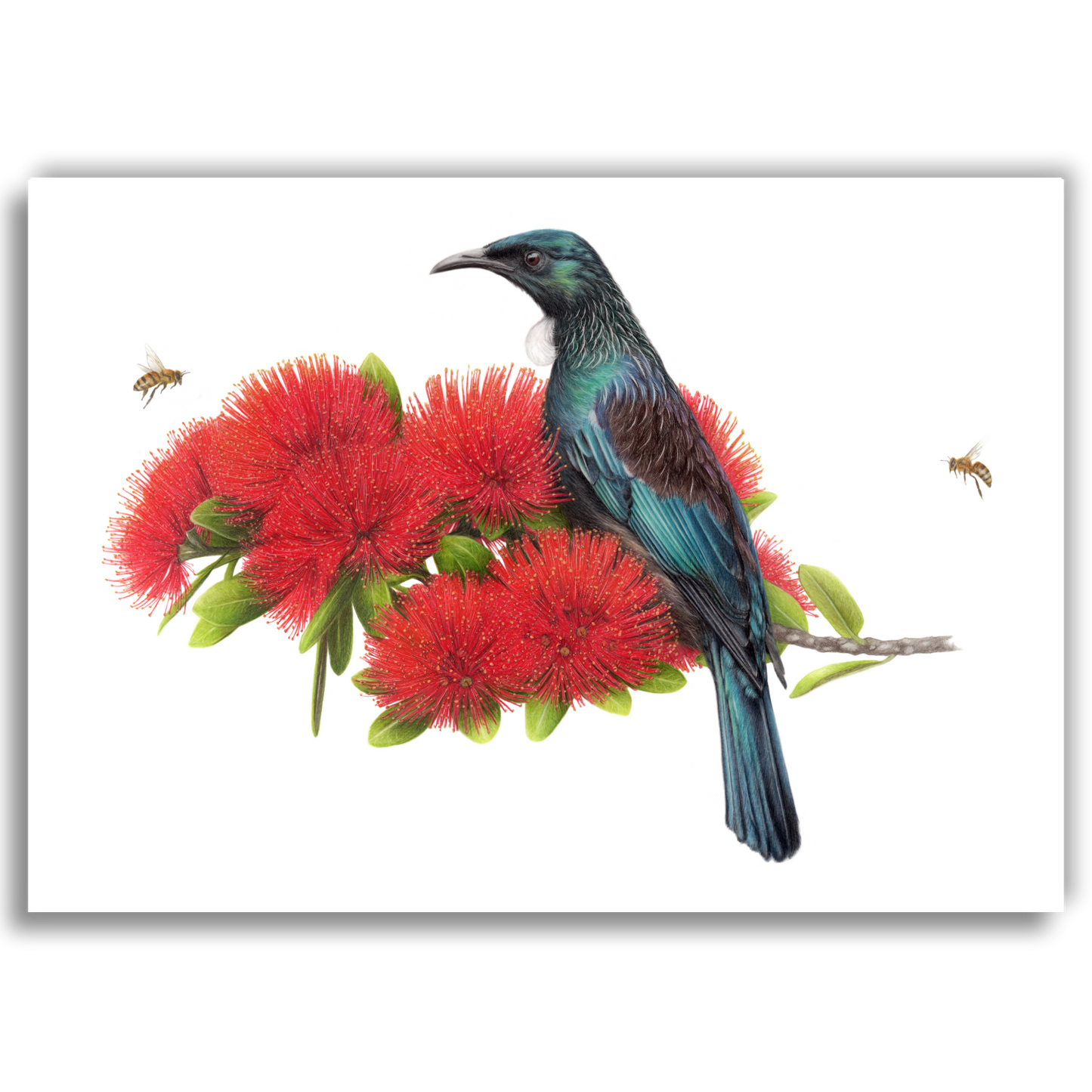 new zealand tui and pohutukawa fine art print by joanne bowe