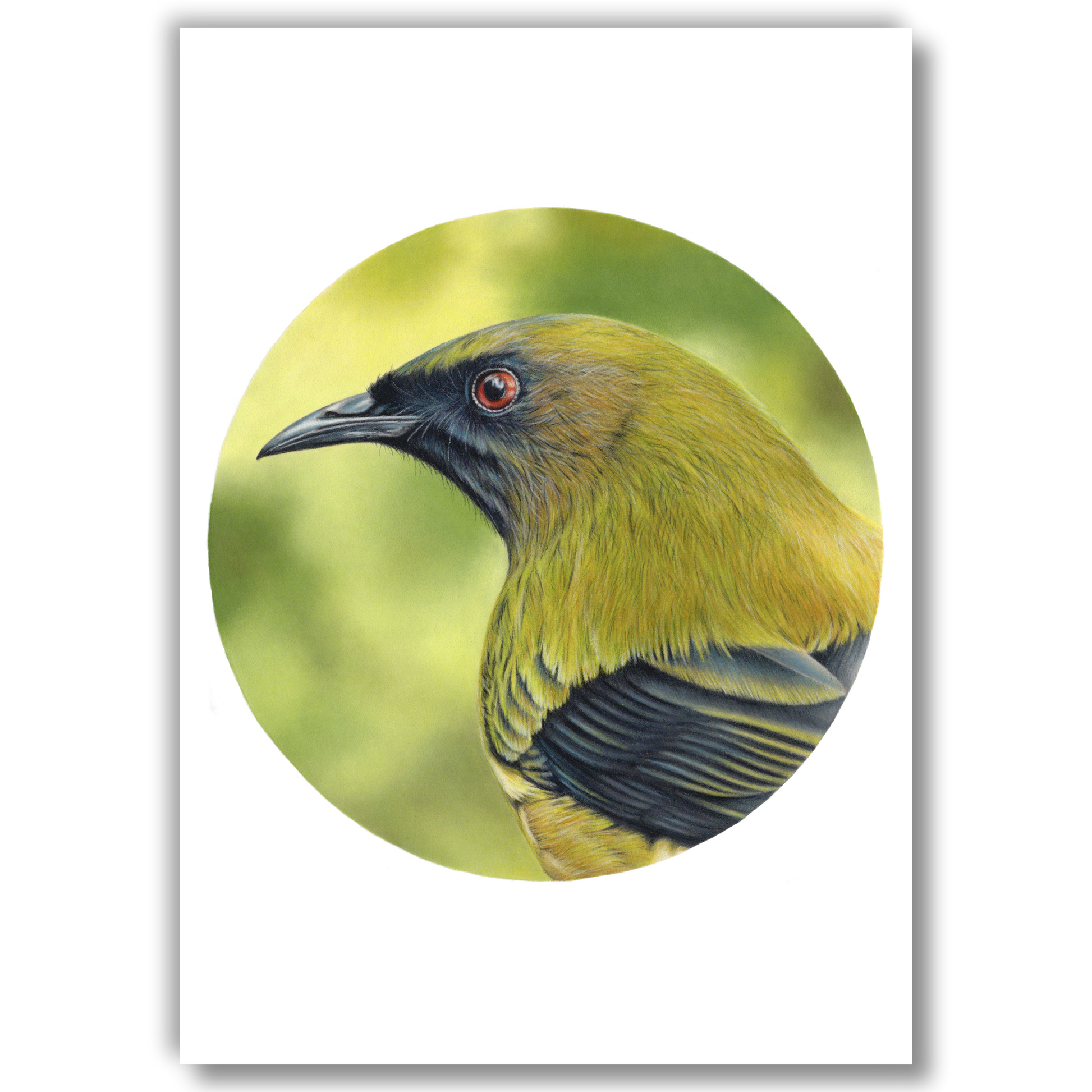 Open edition fine art print of a bellbird (korimako), reproduced from an original coloured pencil drawing.