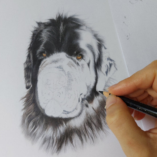 Work in progress coloured pencil pet portrait of a black Newfoundland dog showing detailed fur and eye texture