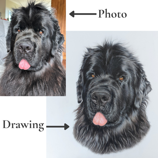 Side-by-side reference photo and coloured pencil pet portrait of a black newfoundland dog during the planning process