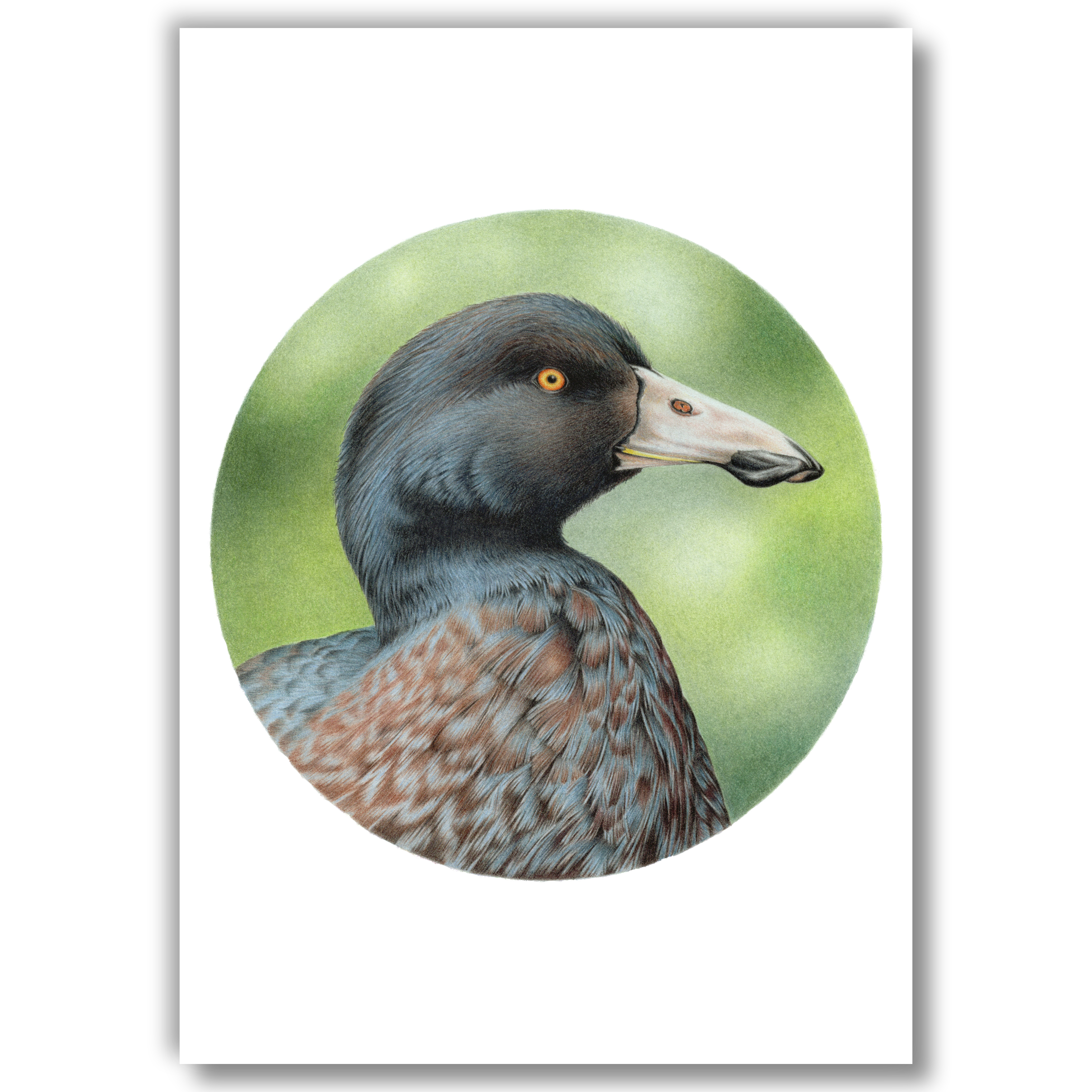 Blue Duck | Open Edition Art Print by Joanne Bowe – Joanne Bowe | New ...
