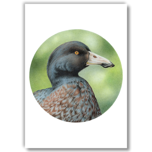 Open edition fine art print of a blue duck (whio), reproduced from an original coloured pencil drawing.