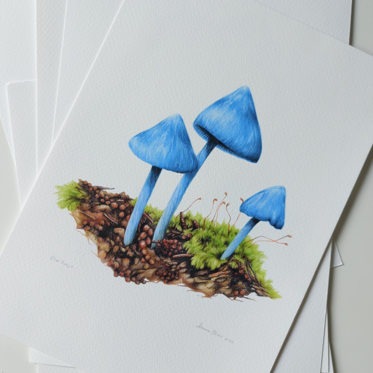 Detail of coloured pencil artwork showing the vivid aqua-blue colour of the blue pinkgill mushroom