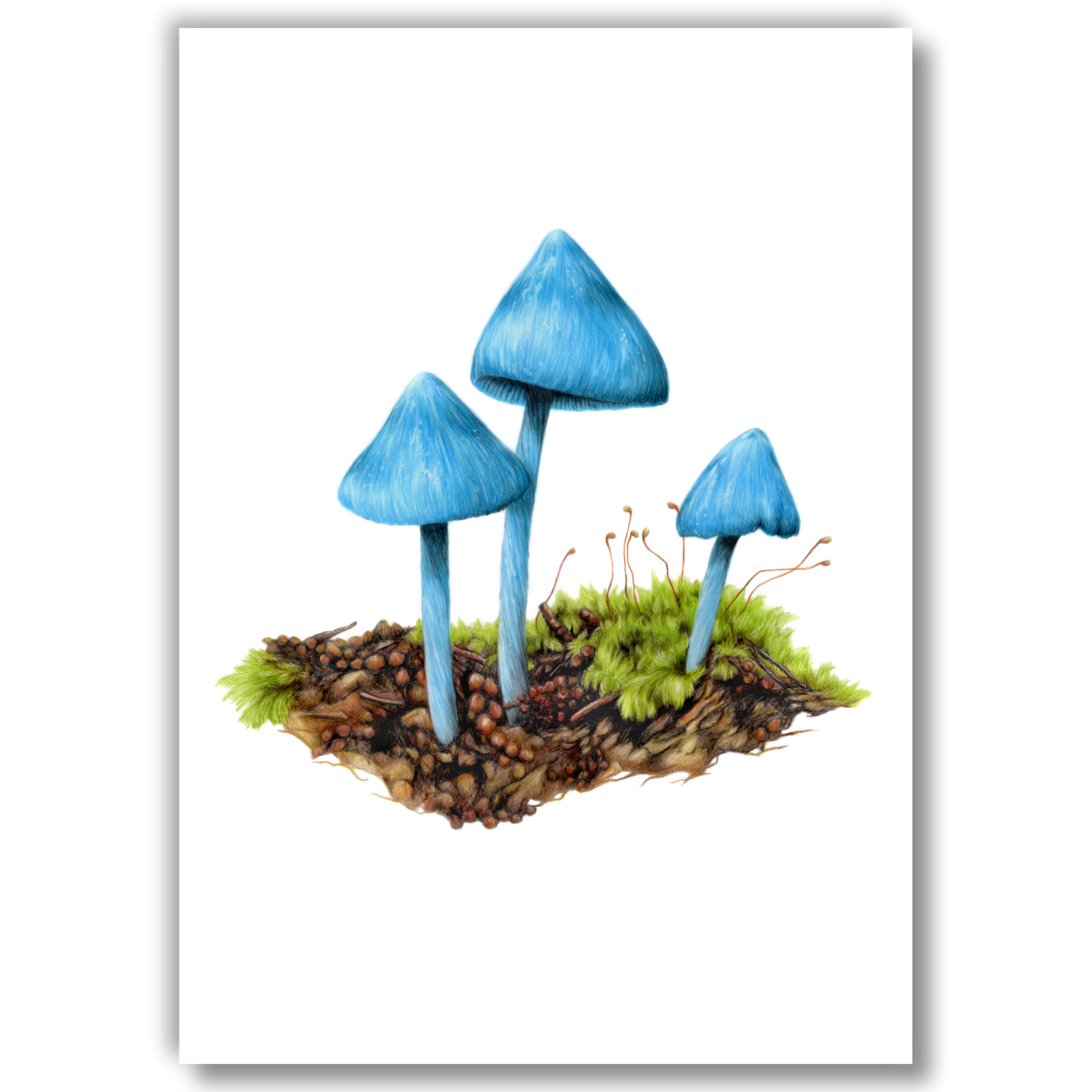 Open edition fine art print of the blue pinkgill fungus (Entoloma hochstetteri or werewere kokako), reproduced from the original artwork by the artist.