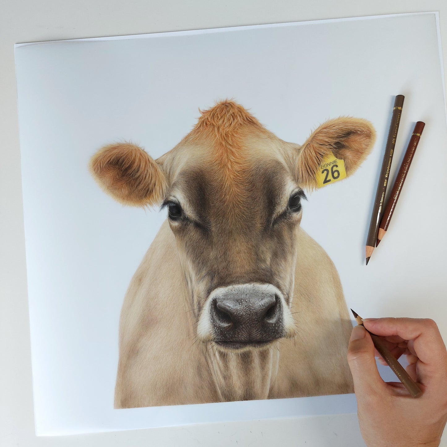 Completed coloured pencil artwork of a Jersey cow, shown with coloured pencils beside the drawing.