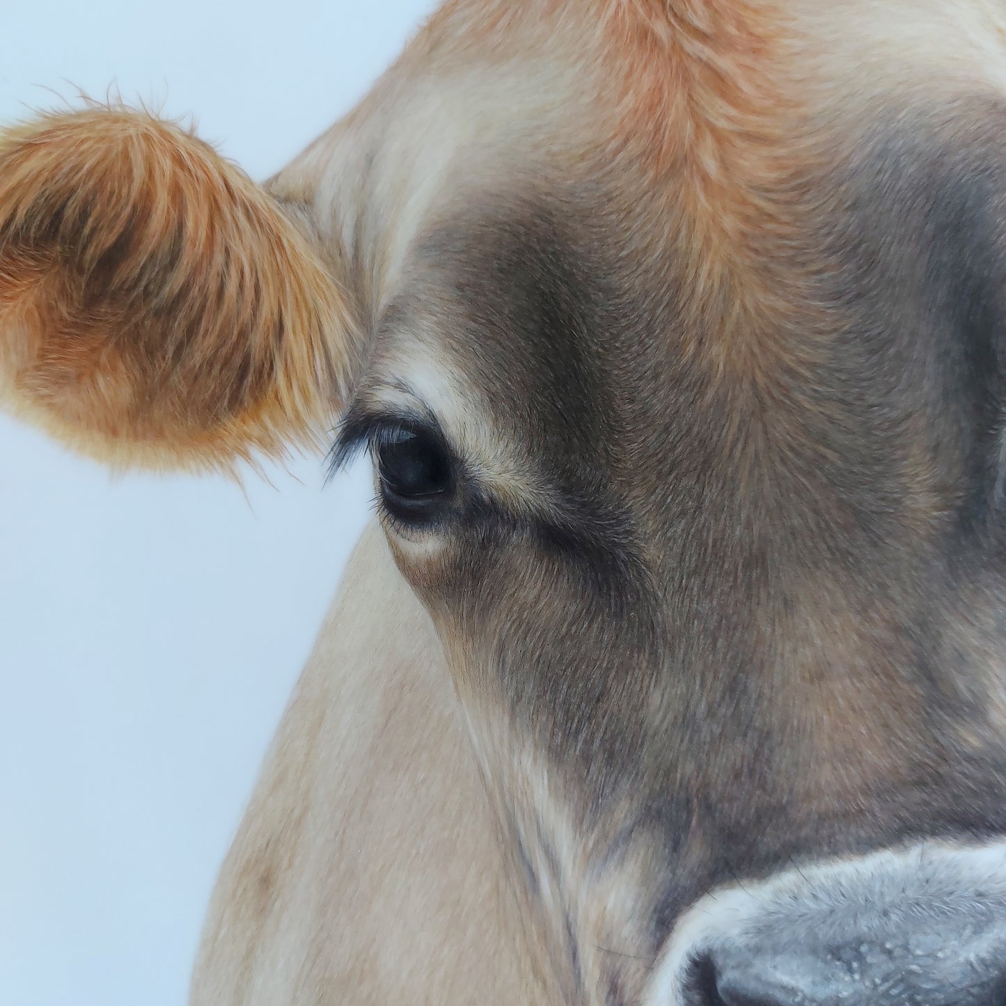 Close-up detail of the coloured pencil drawing, showing the texture and careful mark-making of the Jersey cow.