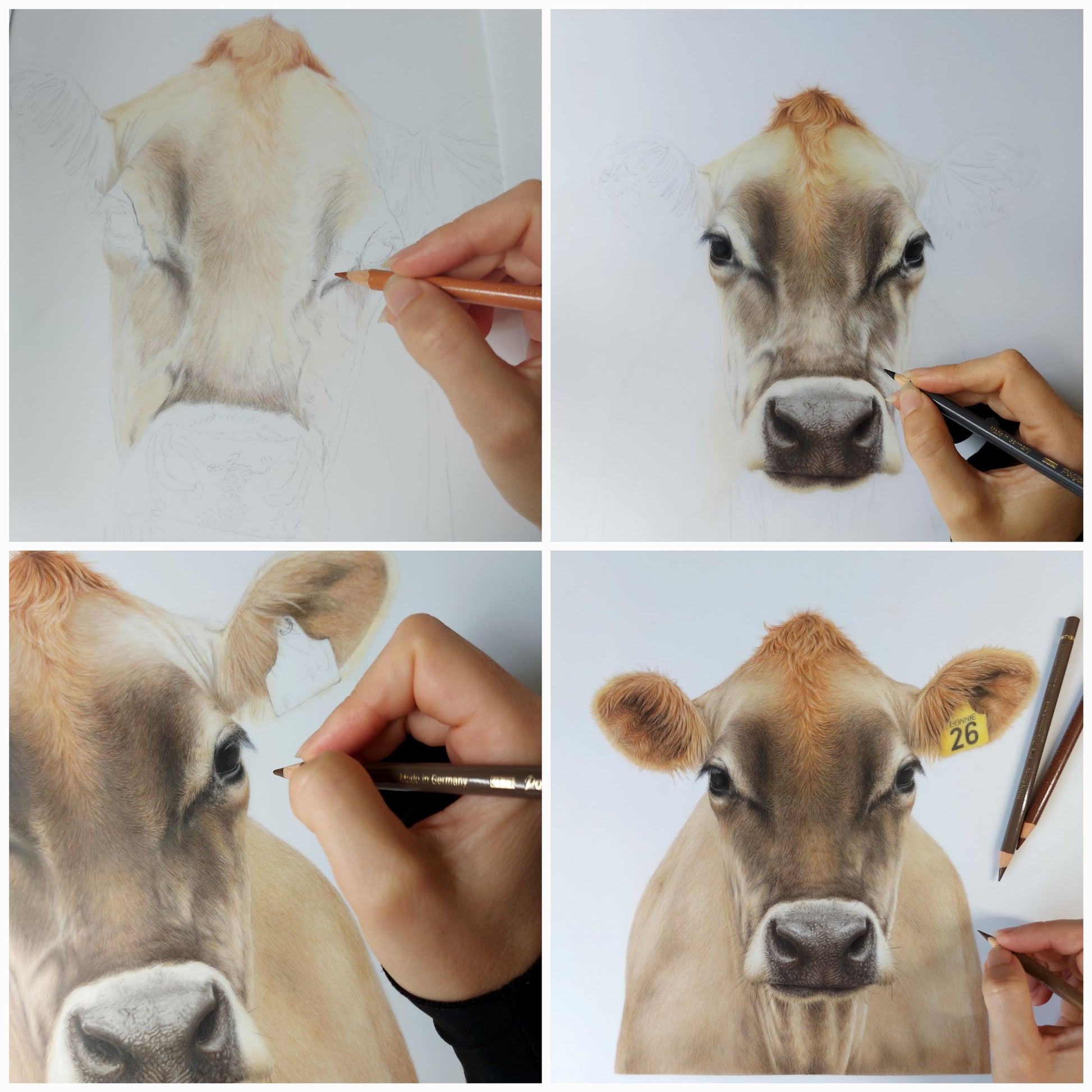 Work in progress image showing the coloured pencil drawing of Bonnie the Jersey cow during creation.
