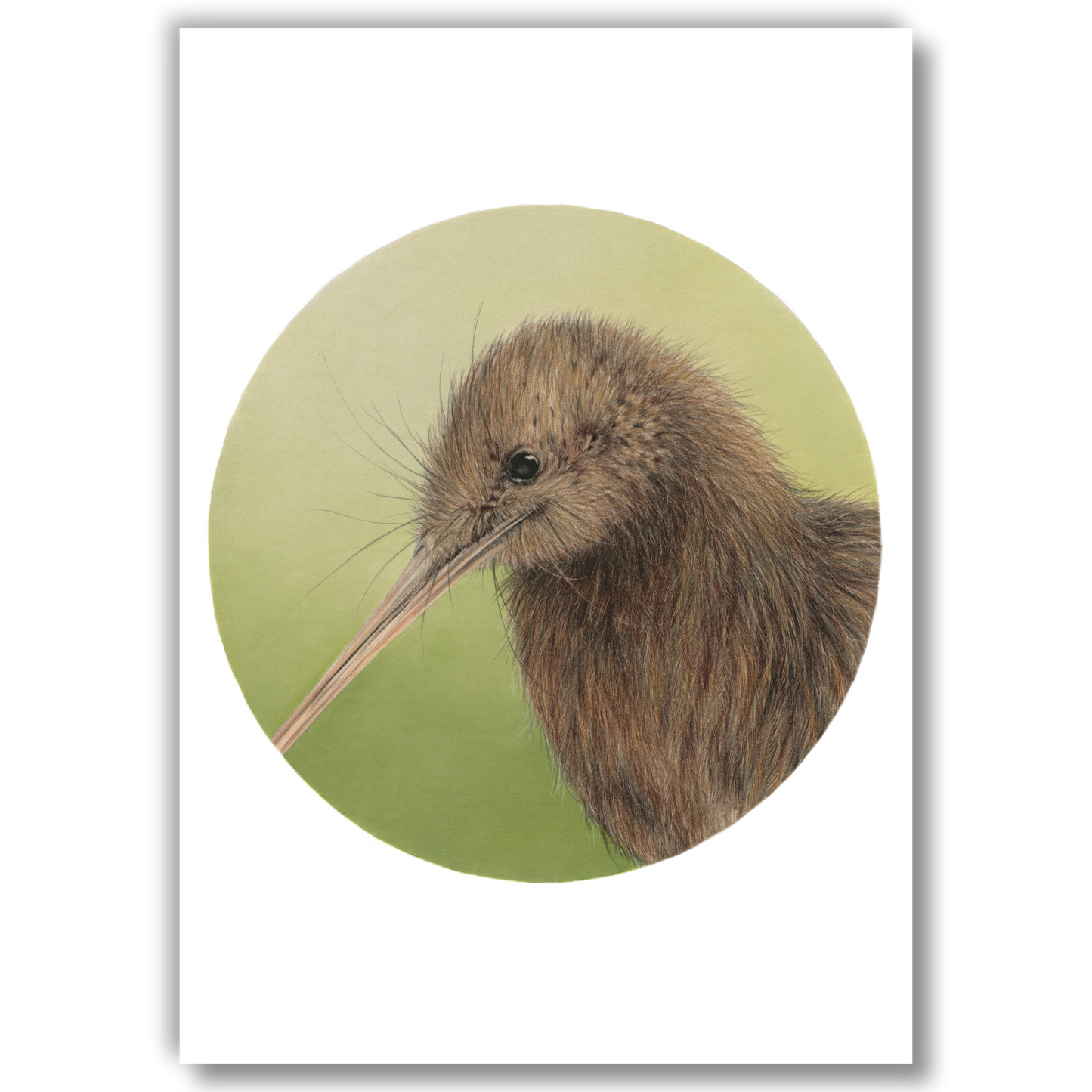 Open edition fine art print of a brown kiwi, reproduced from an original coloured pencil drawing.