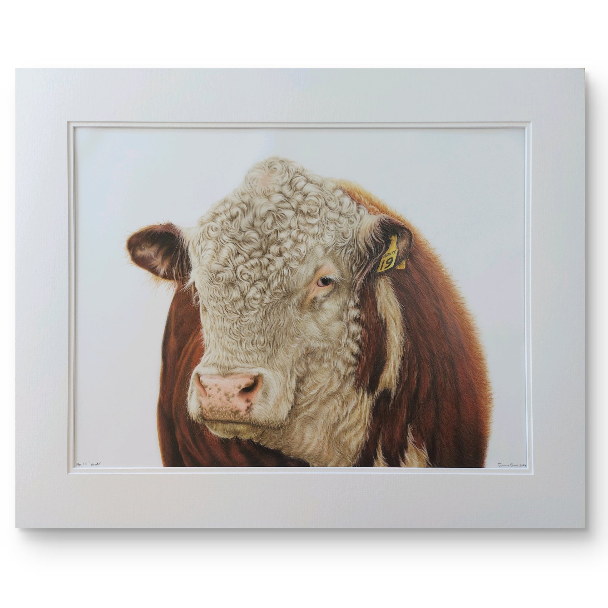 hereford bull art print. colour pencil drawing by joanne bowe