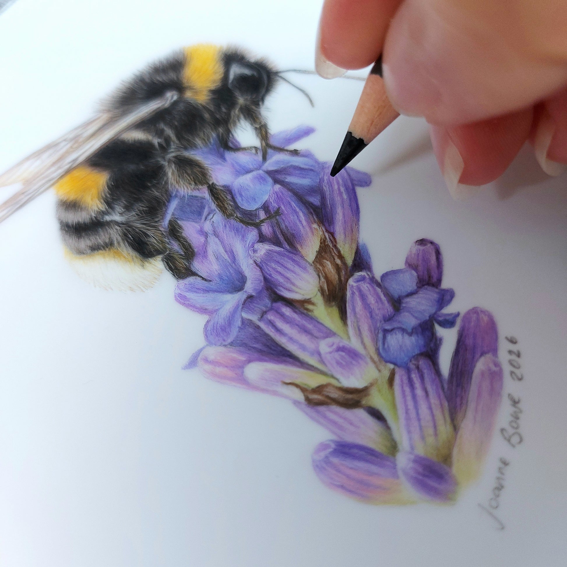 Close up detail of bumble bee on lavender pencil drawing